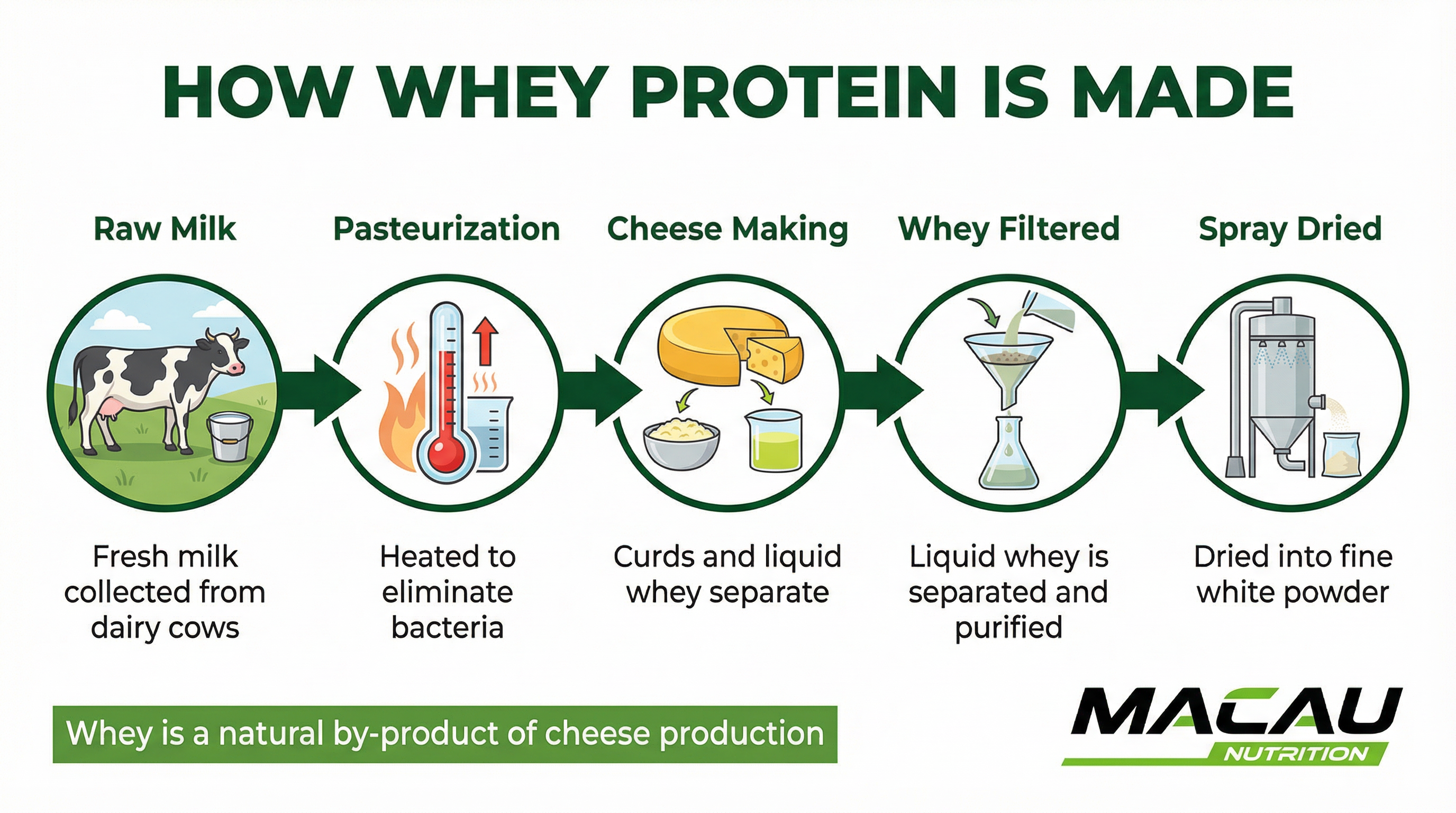 How Whey Protein Is Made